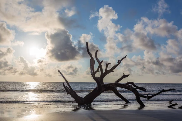 Driftwood пляж, Джекілл Айленді, штат Джорджія — стокове фото