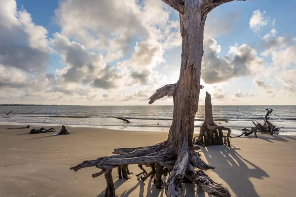 Driftwood пляж, Джекілл Айленді, штат Джорджія — стокове фото