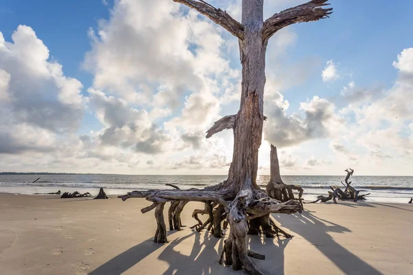 Driftwood пляж, Джекілл Айленді, штат Джорджія — стокове фото