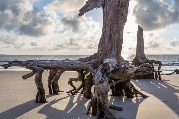 Driftwood пляж, Джекілл Айленді, штат Джорджія — стокове фото