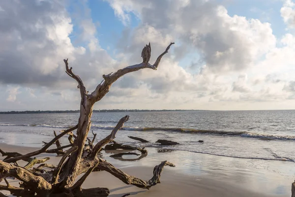 Driftwood пляж, Джекілл Айленді, штат Джорджія — стокове фото