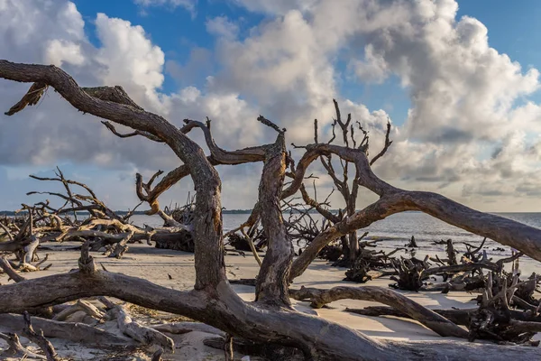 Driftwood Beach, Jekyll Island, Georgia — Stock Photo, Image