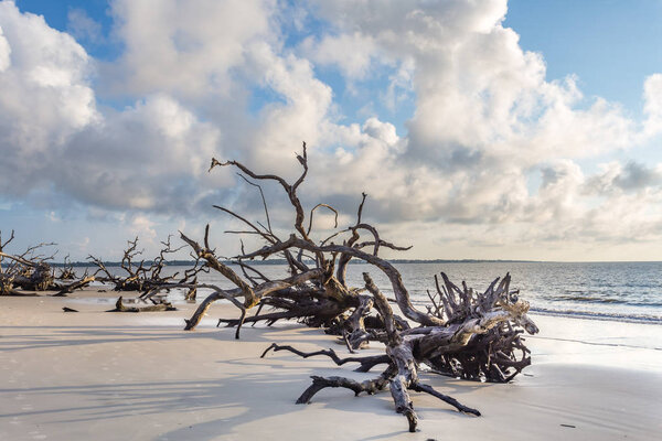 Driftwood Beach, Jekyll Island, Georgia 