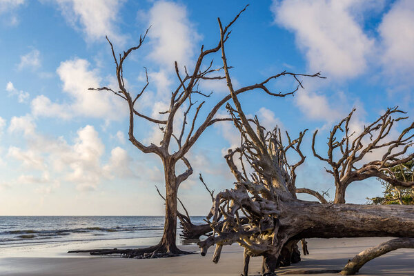 Driftwood Beach, Jekyll Island, Georgia