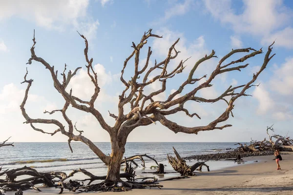 Дерево в Driftwood Beach, Джекілл Айленді, штат Джорджія — стокове фото