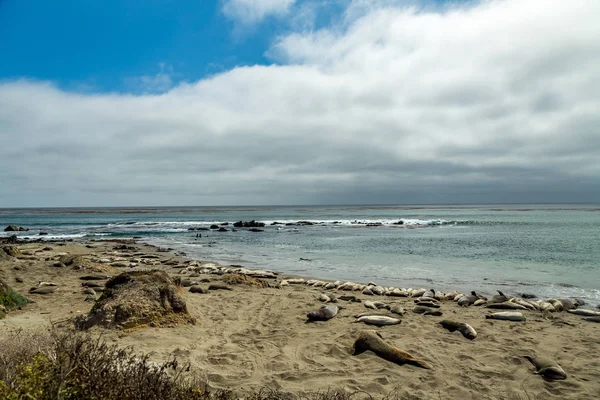 Piedras Blancas Elefantes Sellos — Foto de Stock