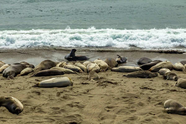 Piedras Blancas Elefantes Sellos —  Fotos de Stock