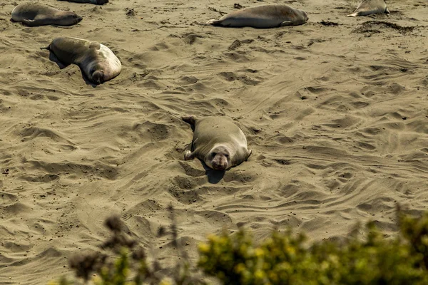 Piedras Blancas Elefantes Sellos —  Fotos de Stock