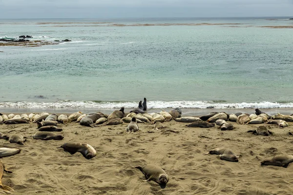 Piedras Blancas Elephant Seals — Φωτογραφία Αρχείου