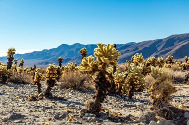 Cholla kaktüs atlama