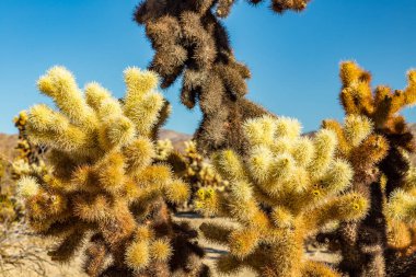 Cholla kaktüs atlama