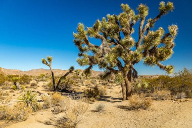 Joshua Tree Ulusal Parkı
