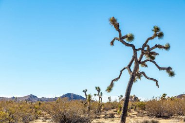 Joshua Tree Ulusal Parkı