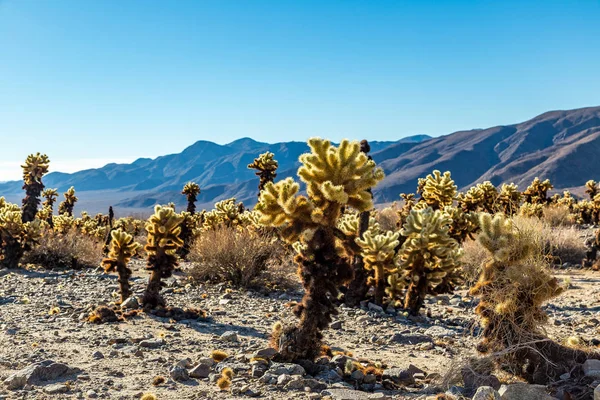 Cactus Cholla sautant — Photo