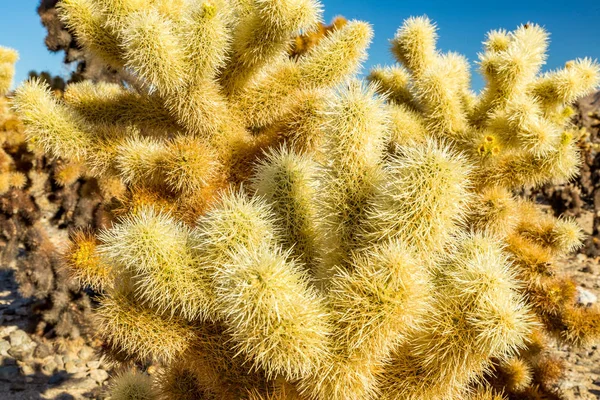 Hoppning cholla kaktus — Stockfoto