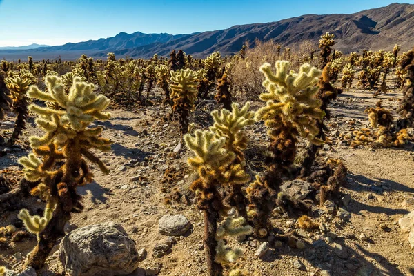 Ugrás, kaktusz cholla — Stock Fotó