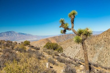 Joshua Tree Ulusal Parkı