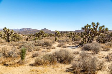 Joshua Tree Ulusal Parkı