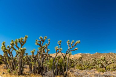 Joshua Tree Ulusal Parkı