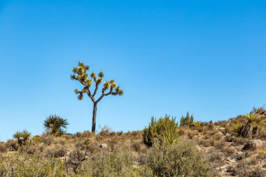 Joshua Tree Ulusal Parkı