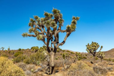 Joshua Tree Ulusal Parkı