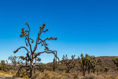 Joshua Tree Ulusal Parkı