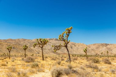 Joshua Tree Ulusal Parkı