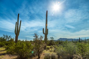 Saguaro Ulusal Parkı