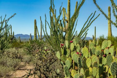 Saguaro Ulusal Parkı