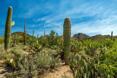 Saguaro Ulusal Parkı