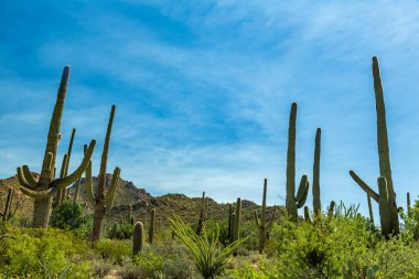 Saguaro Ulusal Parkı