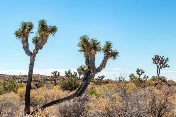 Joschua-Baum-Nationalpark — Stockfoto