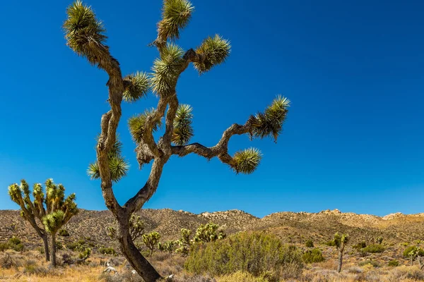 Joshua arbre parc national — Photo