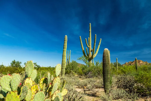 Saguaro Ulusal Parkı