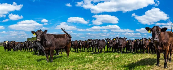 Gado em um pasto — Fotografia de Stock