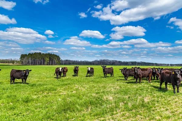 Otlaktaki sığırlar