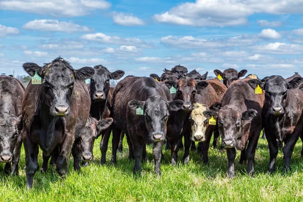 Otlaktaki sığırlar