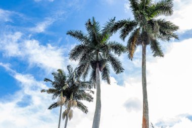 Palmiye ağaçları Güney Florida
