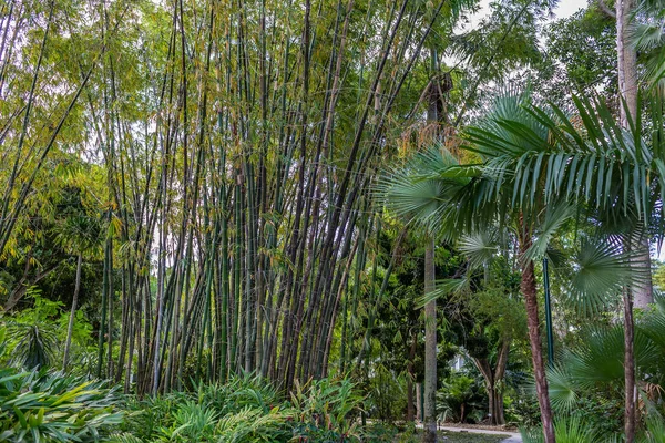 Södra Florida bambu — Stockfoto