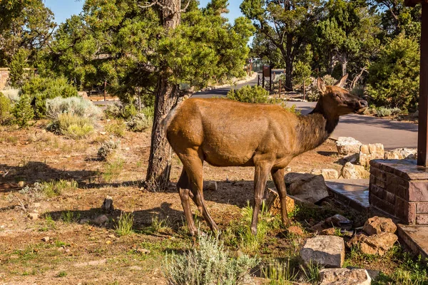 Parque Nacional do Grand Canyon — Fotografia de Stock