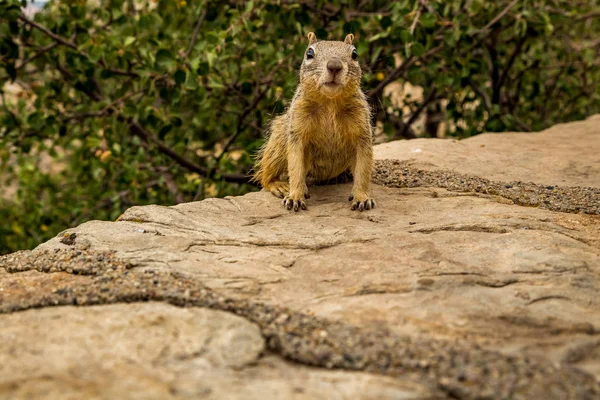 Grand Canyon nationalpark — Stockfoto