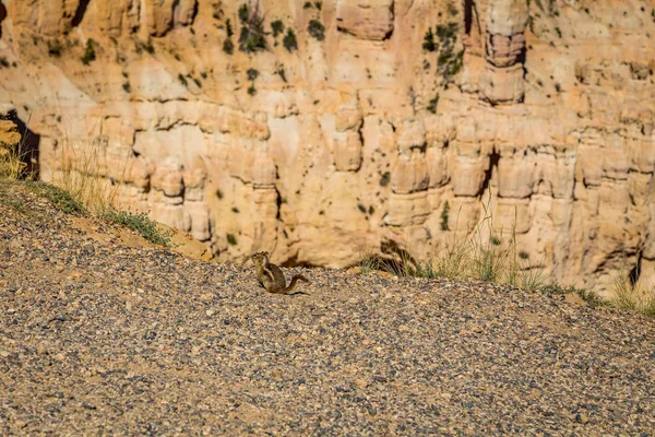 Parque Nacional Bryce Canyon — Foto de Stock