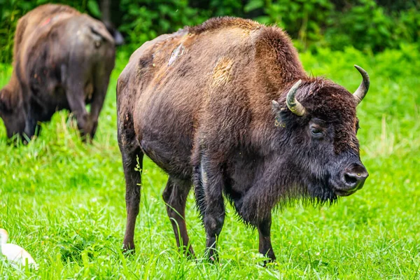 Membro Uma Manada Bison Pradaria Elk Bison Terra Entre Área — Fotografia de Stock