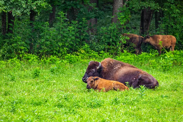 Membro Uma Manada Bison Pradaria Elk Bison Terra Entre Área — Fotografia de Stock