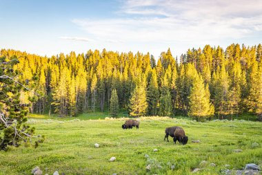 Bizon, Yellowstone nehri boyunca Wyoming 'deki Yellowstone Ulusal Parkı' nda otluyor..