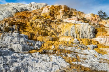 Wyoming 'deki Yellowstone Ulusal Parkı' nda Mamut Kaplıcası.