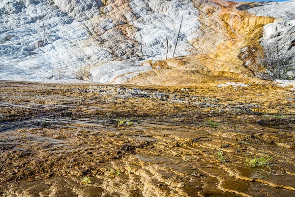 Mammuth Hot Spring Vid Yellowstone National Park Wyoming — Stockfoto