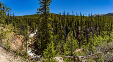 Utah 'taki Uinta-Wasatch-Cache Ulusal Ormanı' ndaki Provo Nehri manzarası.