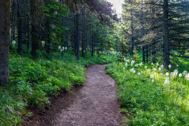 Montana 'daki Buzul Ulusal Parkı' nın Buzul Bölgesi 'ndeki Kıtasal Bölünme Patikası boyunca uzanan bir açıklıkta Beargrass..