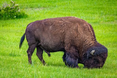 Kuzey Dakota, Medora yakınlarındaki Theodore Roosevelt Ulusal Parkı 'na bakan Boyalı Kanyon' un otoparkında otlayan bir Amerikalı Bizon görülüyor..